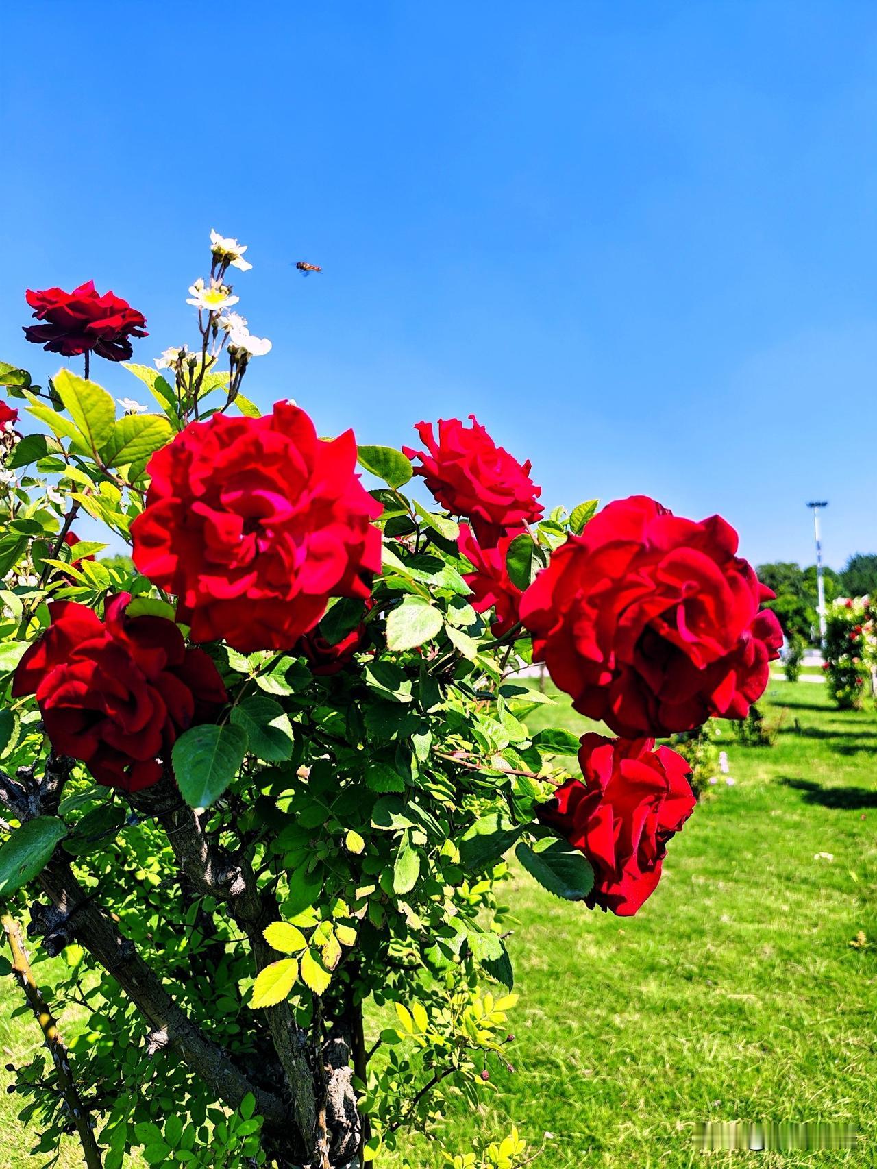 阳光下的红月季，绽放出最美的姿态！🌹🌞