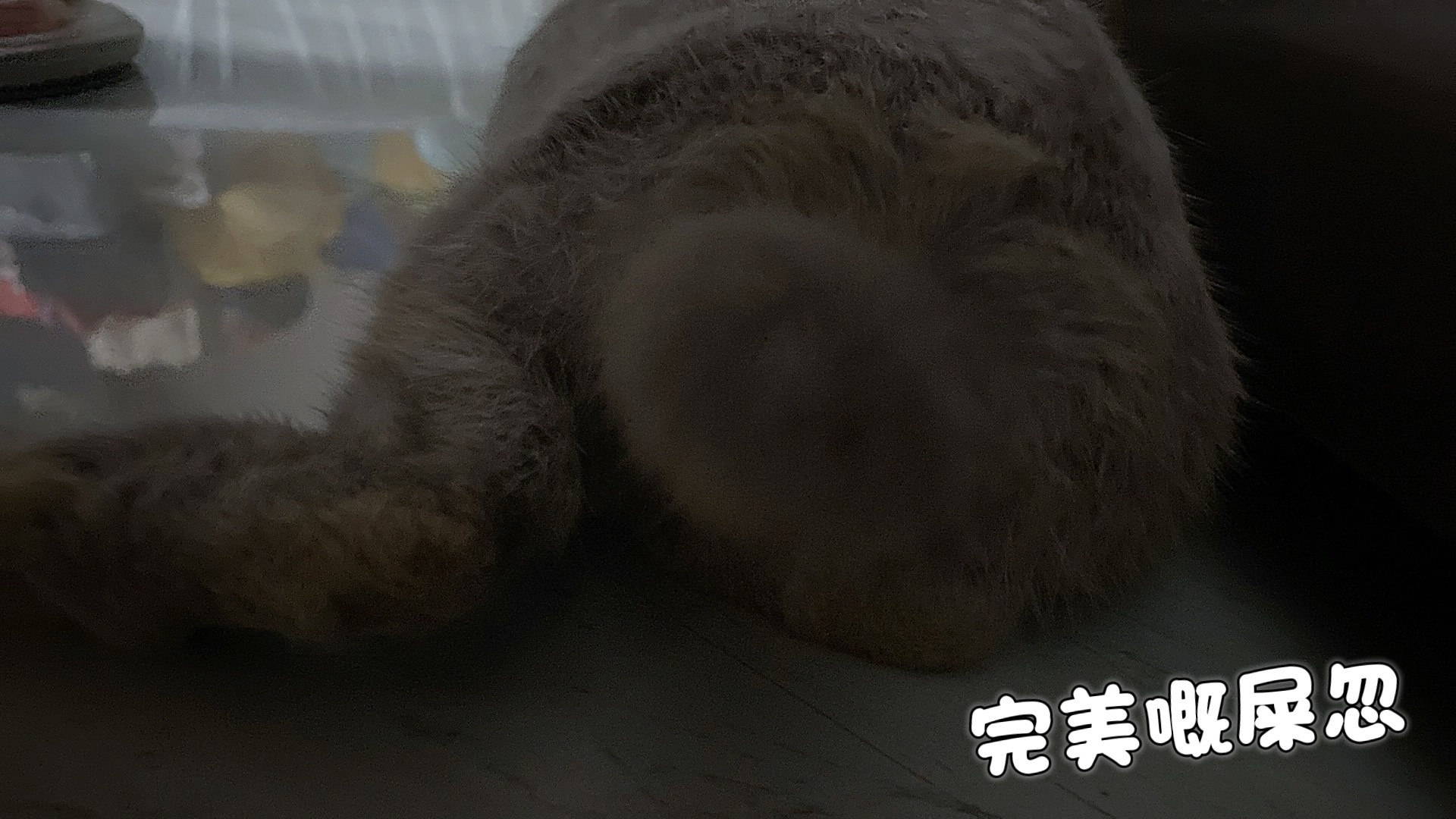 圓潤得來夠多毛😌🐇侏儒兔