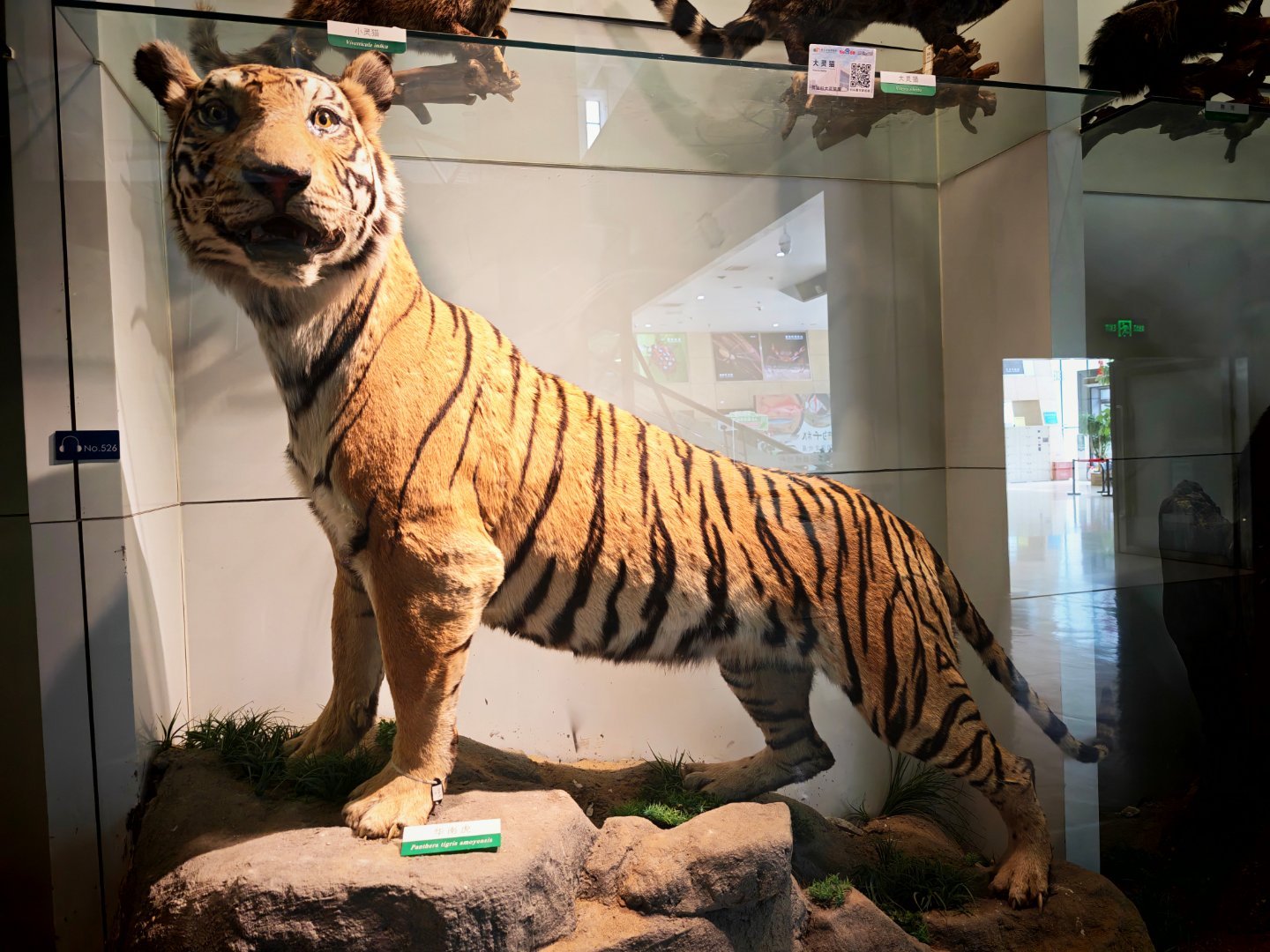 三种老虎，可有能认出来品种的？图一图二图三评论区第一位都答对的发个10元红包🧧