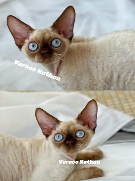 隆重介绍下新成员Nathan🎊｜德文卷毛猫