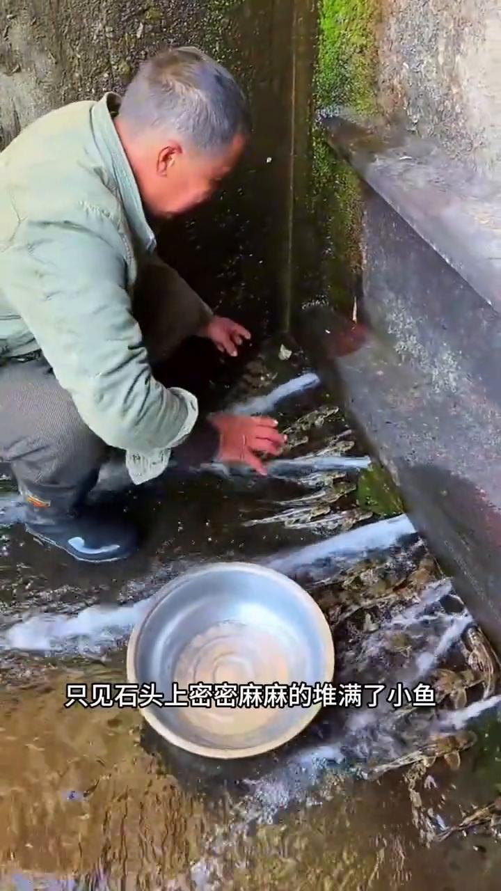 像老虎的鱼。
注意看，这位男子在小溪沟抓鱼时有了意外发现，只见石头上密密麻麻的堆