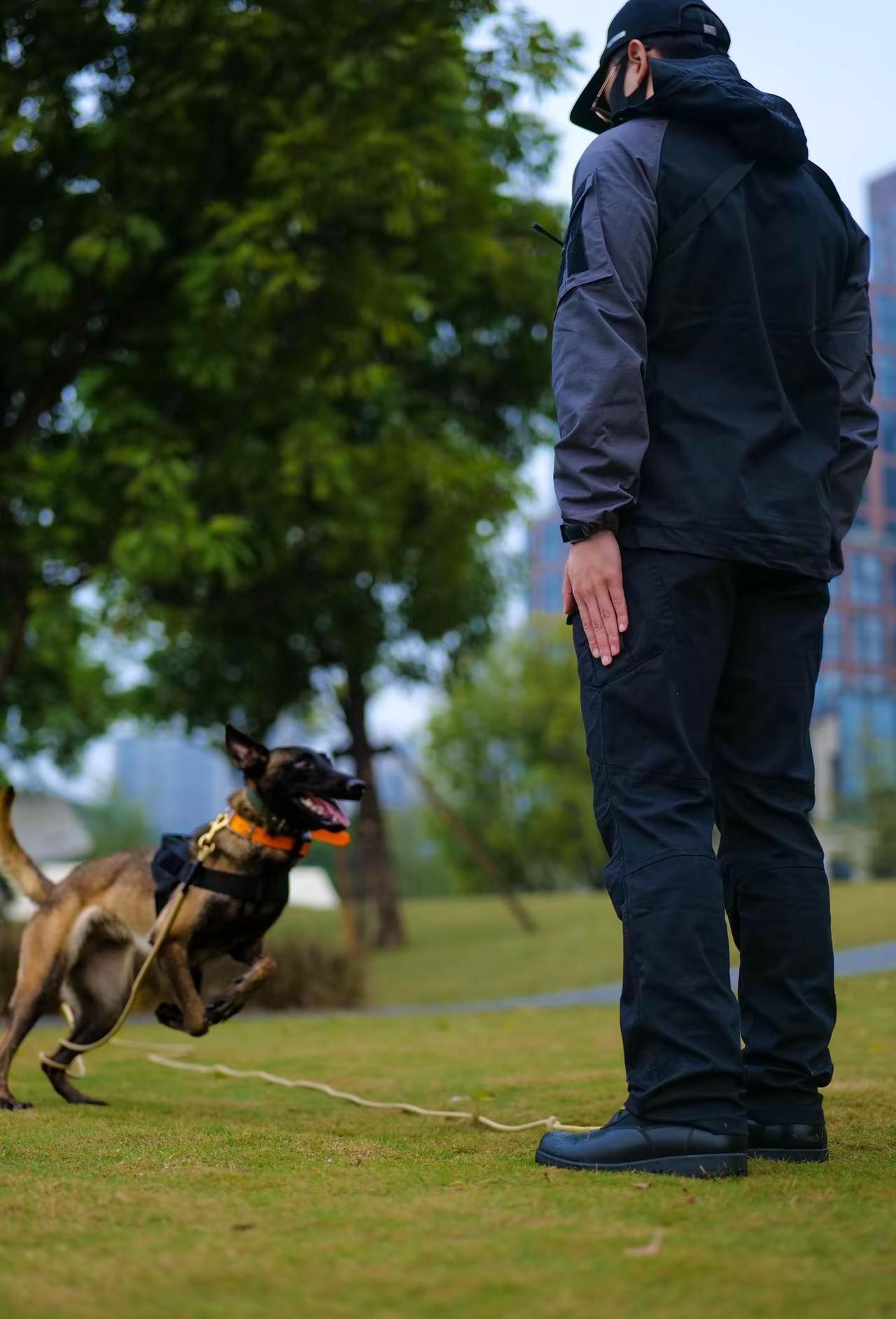 向险而行  生命至上。风雨无阻  只为带你回家应急救援 搜救犬 救援 救援队