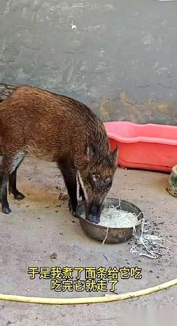 有人开价五万块，要买他家那头猪。
他想都没想，直接给拒了。
说真的，这事儿放谁身