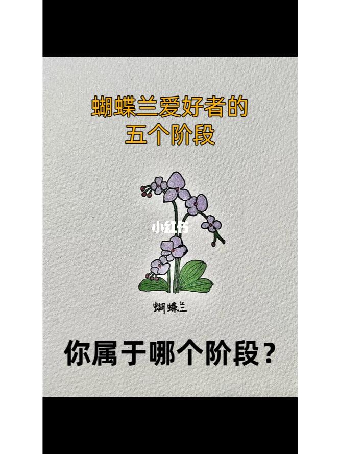 蝴蝶兰宝子们，你们现在属于哪个阶段呢？