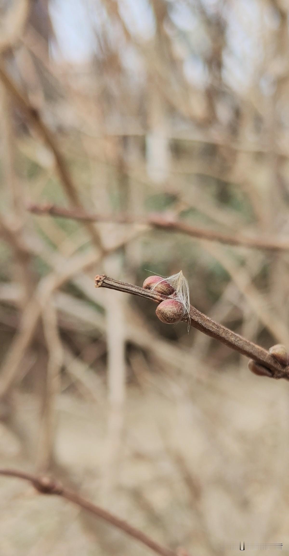 本以为植物都是在温暖的春天发芽，
谁曾想竟然是在最冷的这几天就开始了萌发新芽。