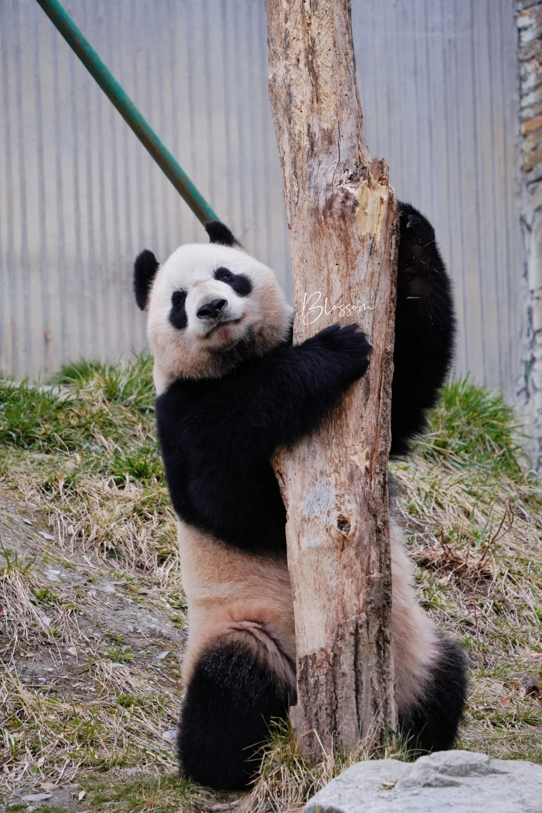 漂亮的四胖淑琴15岁生日快乐💞