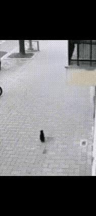 这应该是一张真实的画面，画面显示，一个小孩从高空坠落，这时候地面上的一只猫发现了