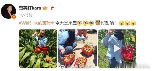 惠英红今天是果农 惠英红果园摘桃 惠英红今日化身果农啦！全副武装走进果园，亲手采