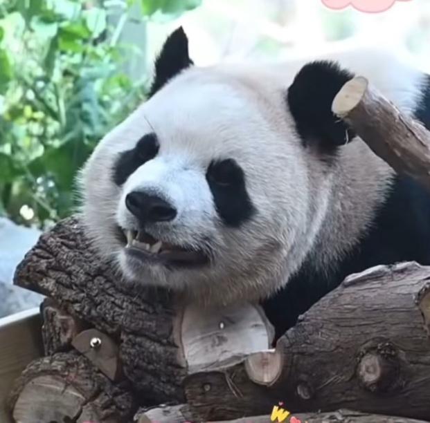 睿宝把头贴在摩托车尾部坐凳上，笑得好甜好开心啊，它太喜欢这辆摩托车了，它这个姿势