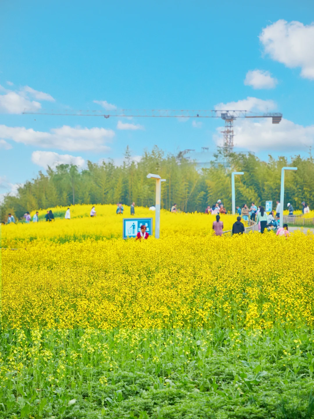 西安！🚇地铁2号线直达的油菜花花海！