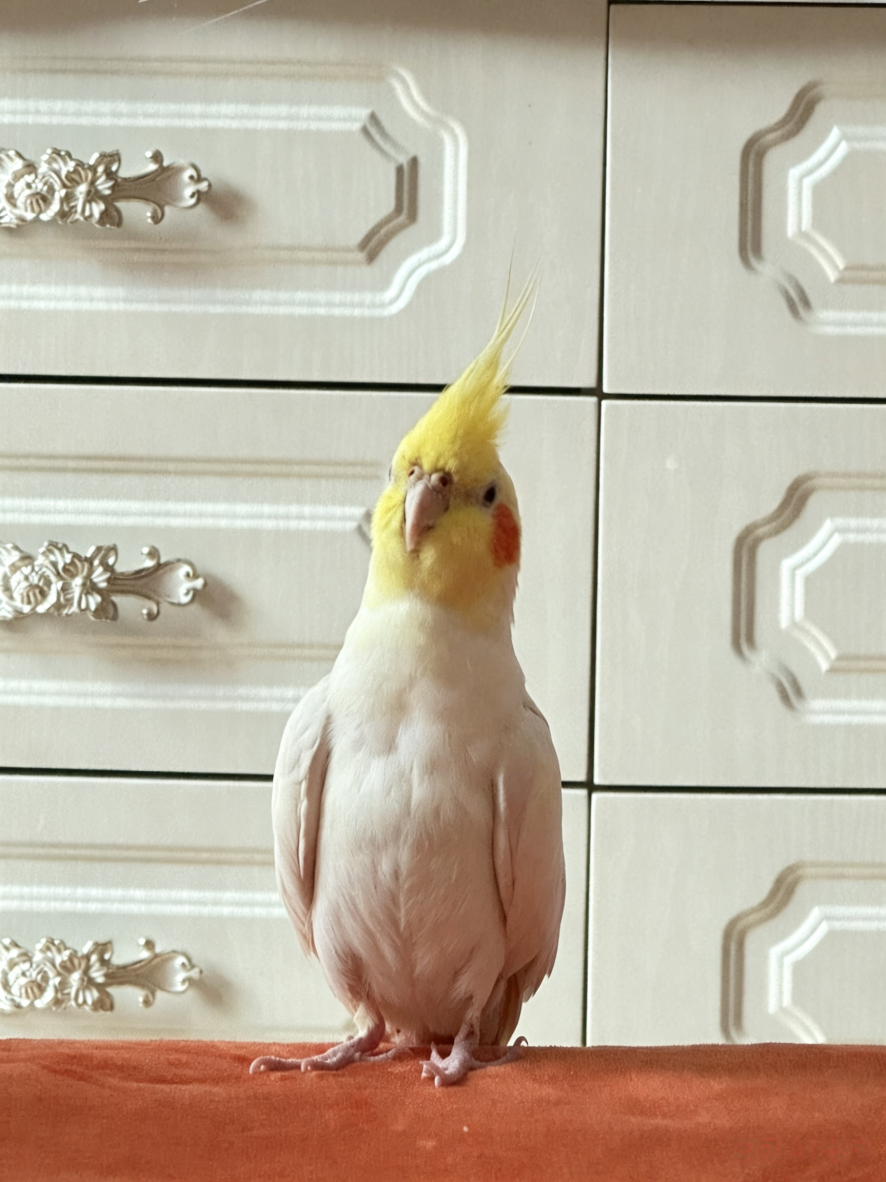 我家小鸡