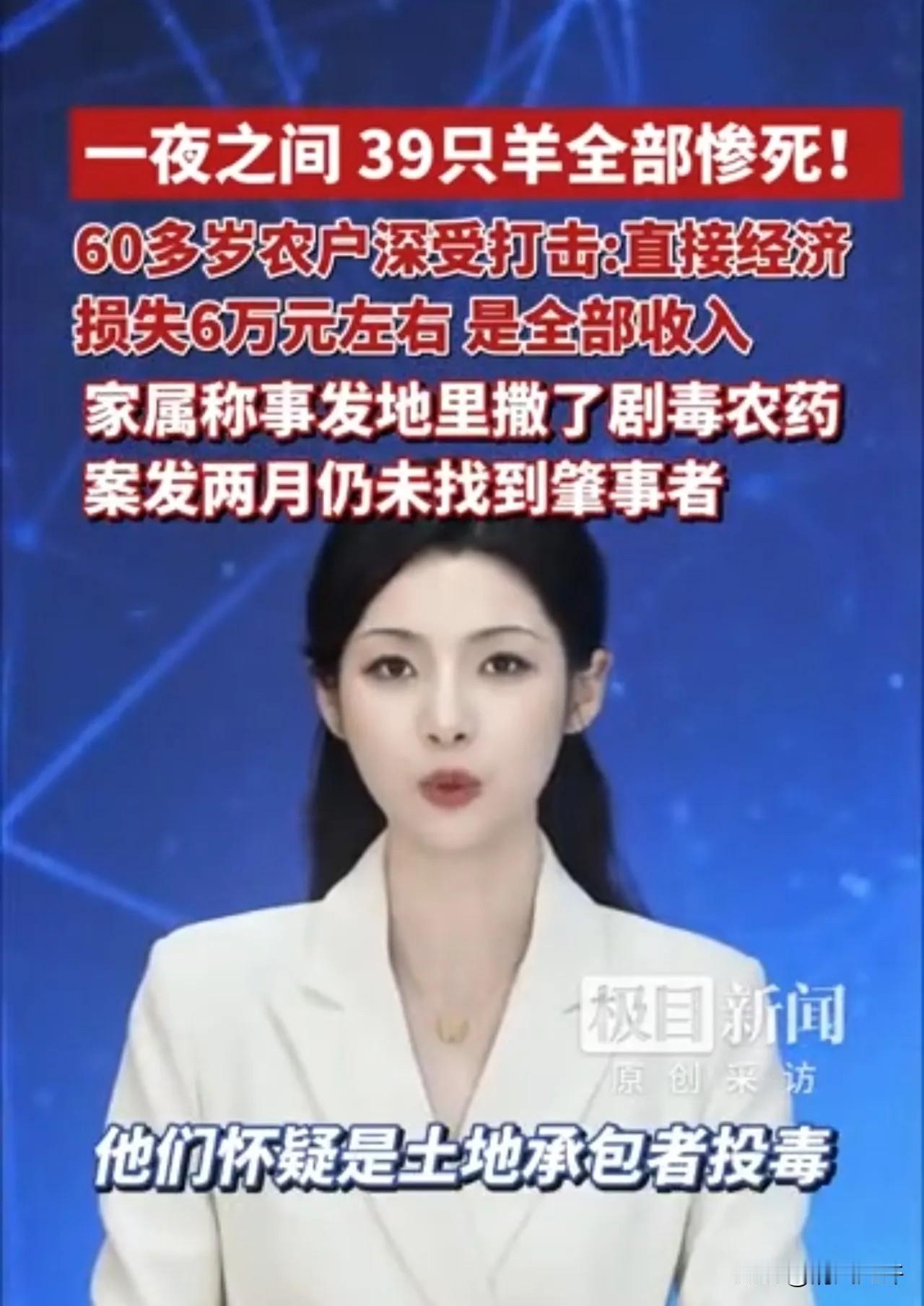 太残忍了！山西霍州，一60多岁大爷儿在玉米地放养的39只黑山羊被毒死，直接损失约