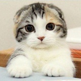 小绵羊捧娱乐