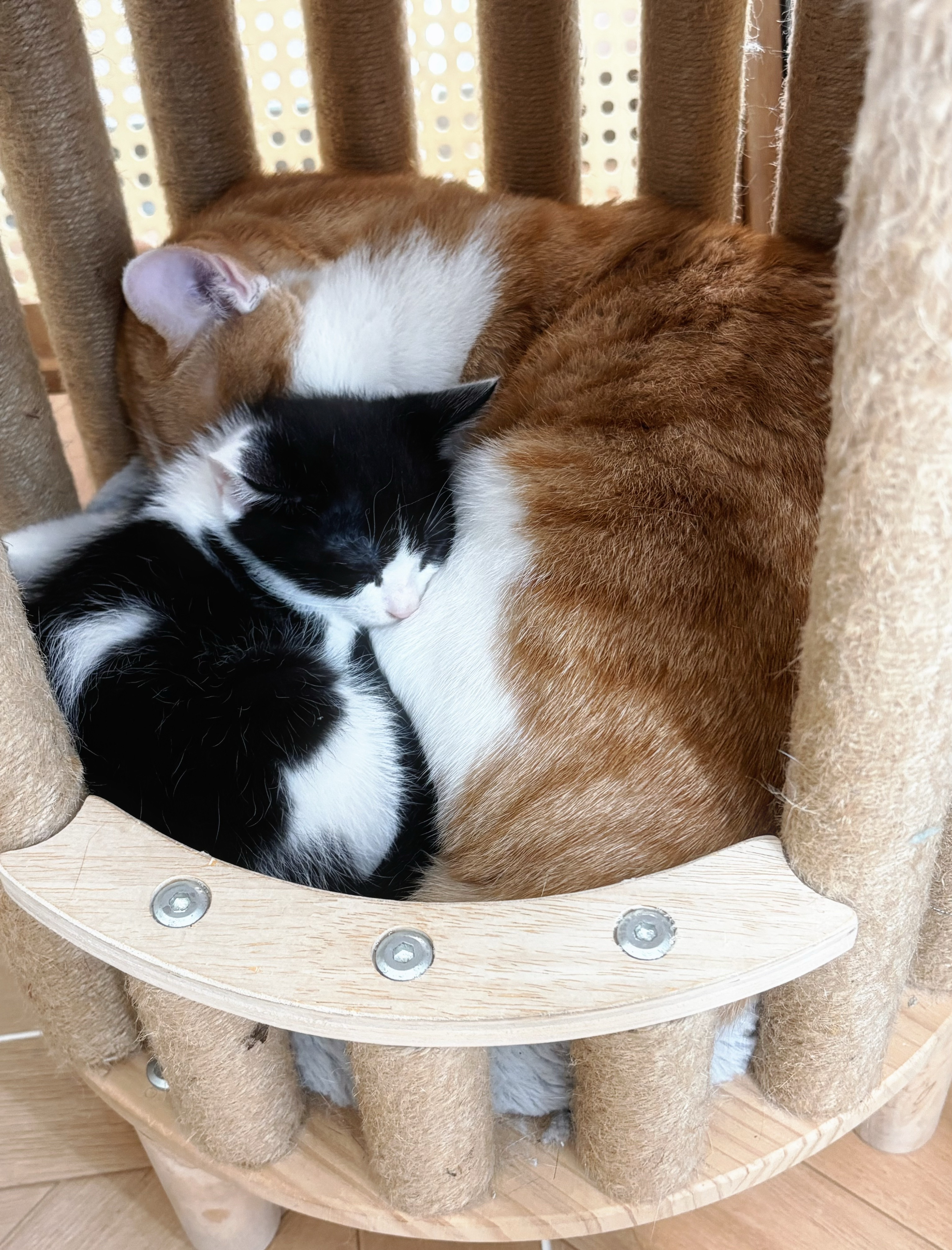 我的花园我的猫 图三是墨墨，他最喜欢在花丛中酣睡。第四张图你以为是母慈子孝？其实