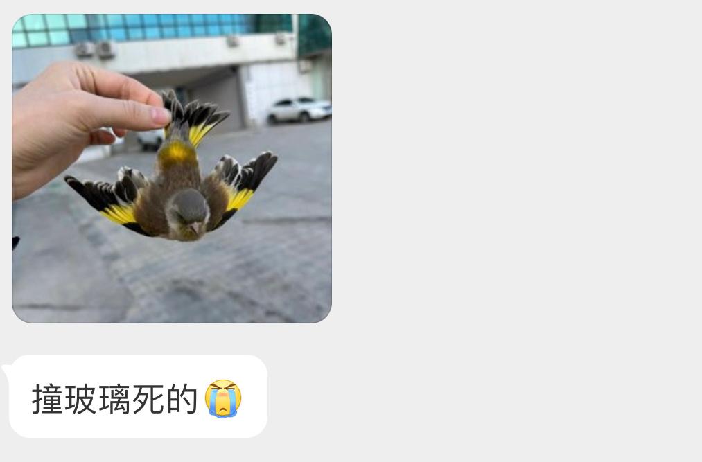 #撞玻璃的鸟# 撞玻璃的【金翅雀】来世再飞[泪] ​​​