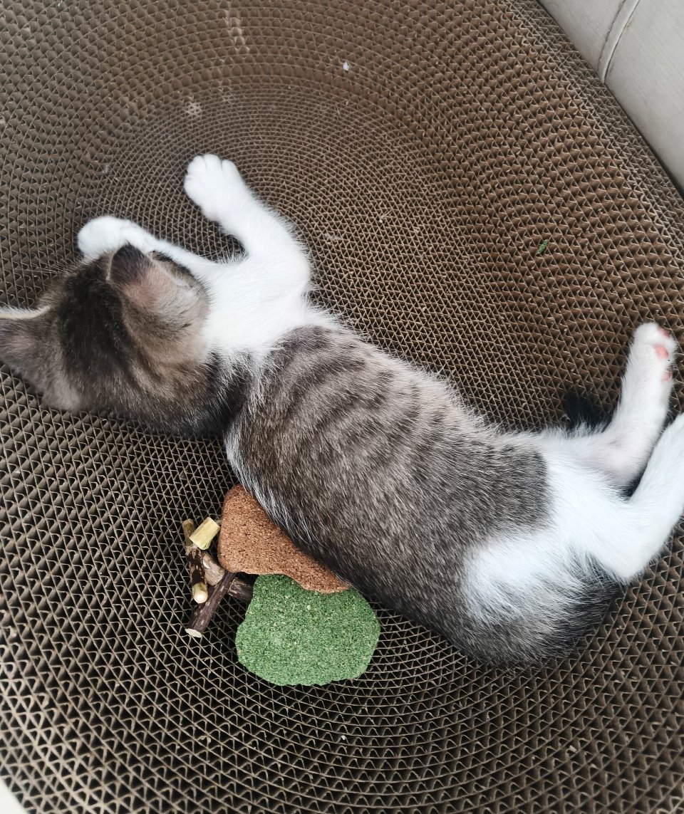 我家小猫好乖，每天晚上10点左右睡，一夜不叫不吵人。中午吃过饭又去睡午觉了