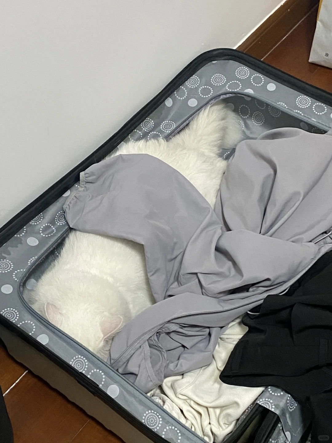 🐱我是重要的行李🧳