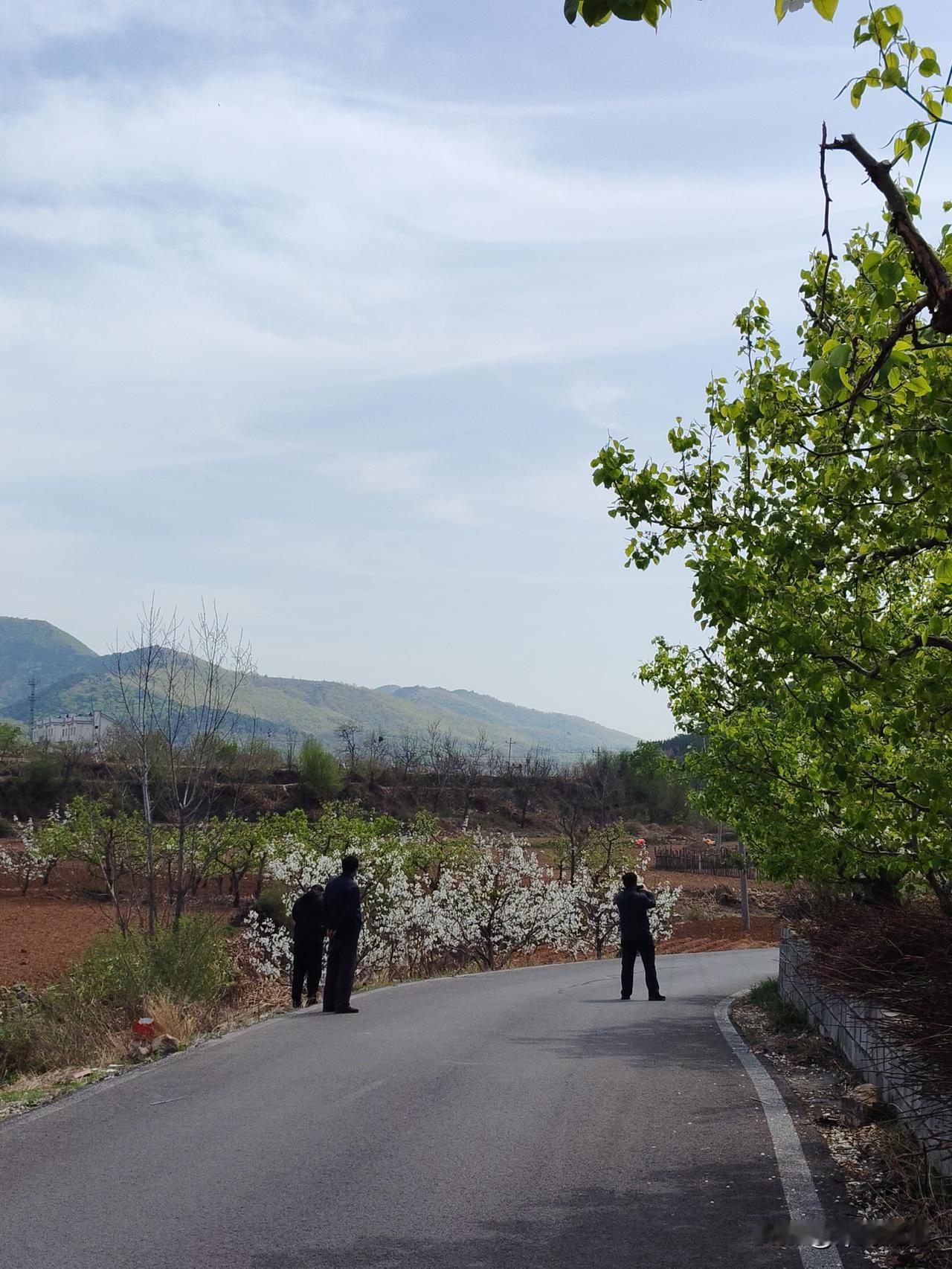 燕山南麓的春天简直美炸了！就说迁安市白羊峪长城景区，4月那会儿，漫山遍野的山杏花