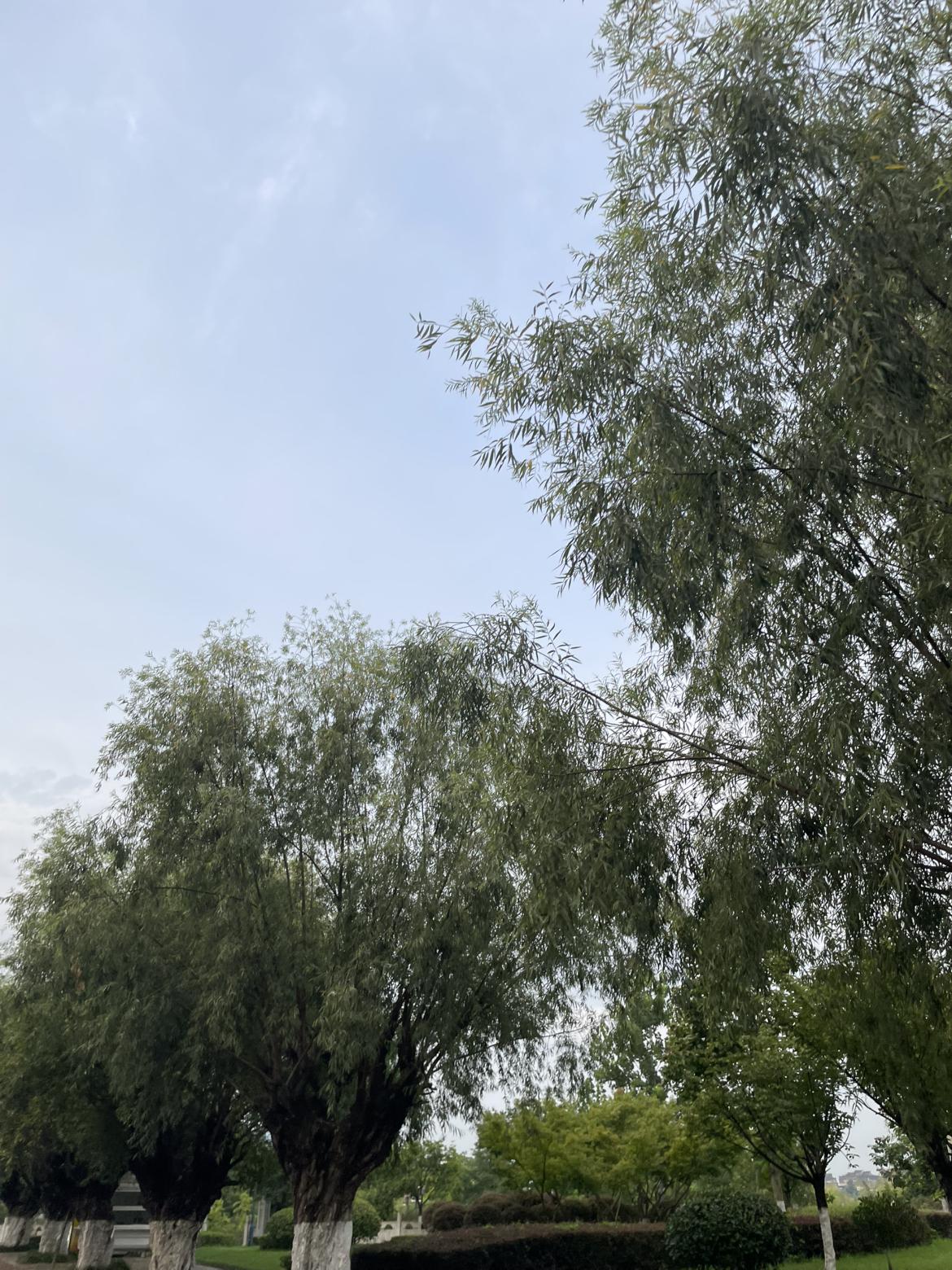 我的今日状态：😁轻松愉快
我这里的天气：☁️阴天