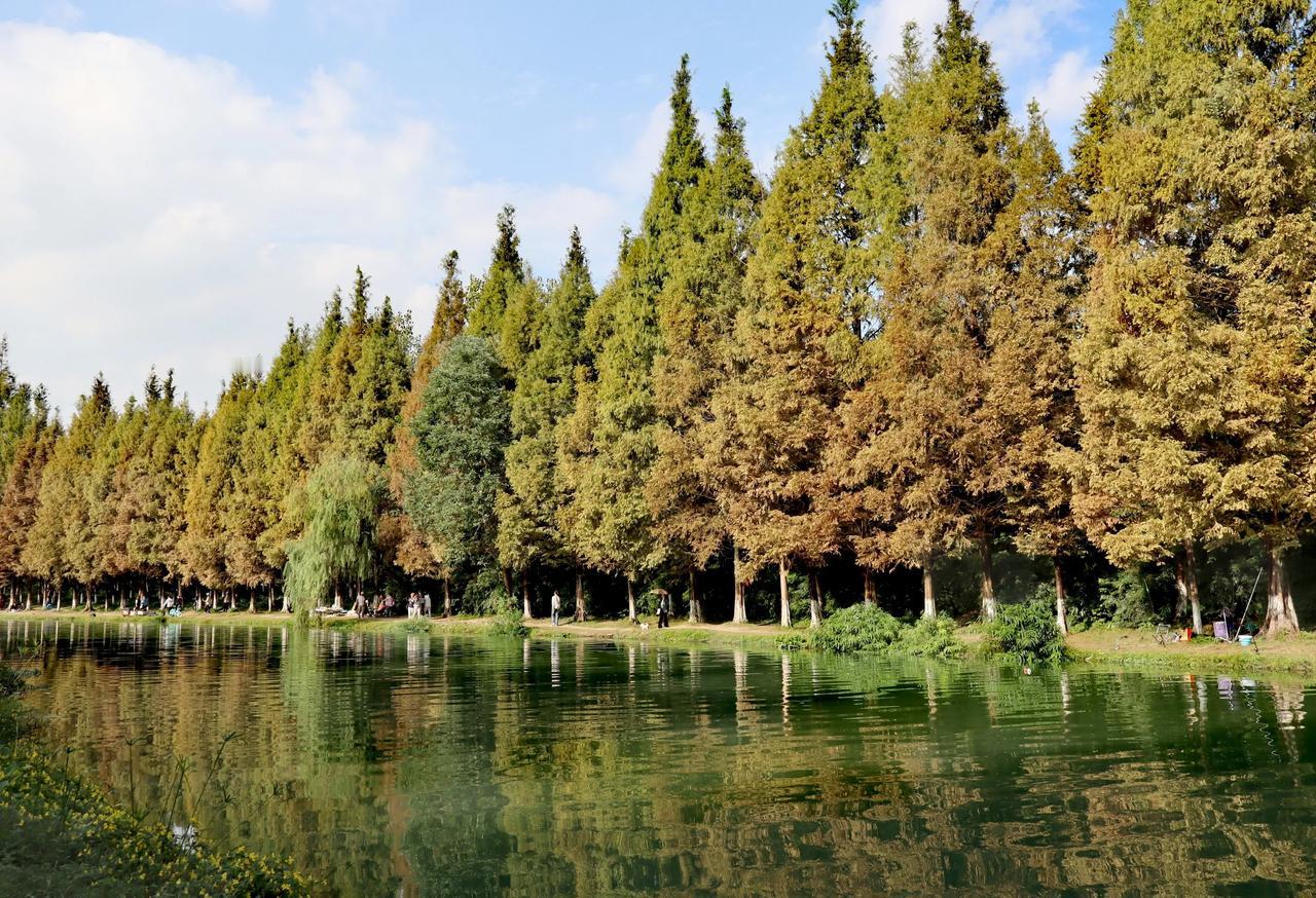 今天的美：
​        今天的美，来自杉树。
​        成都北门升