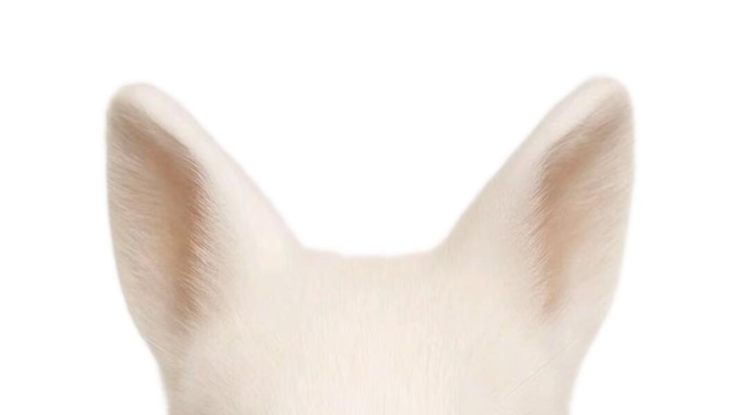 橘子夜聊 存一个动物耳朵模板🥰🥰🥰 