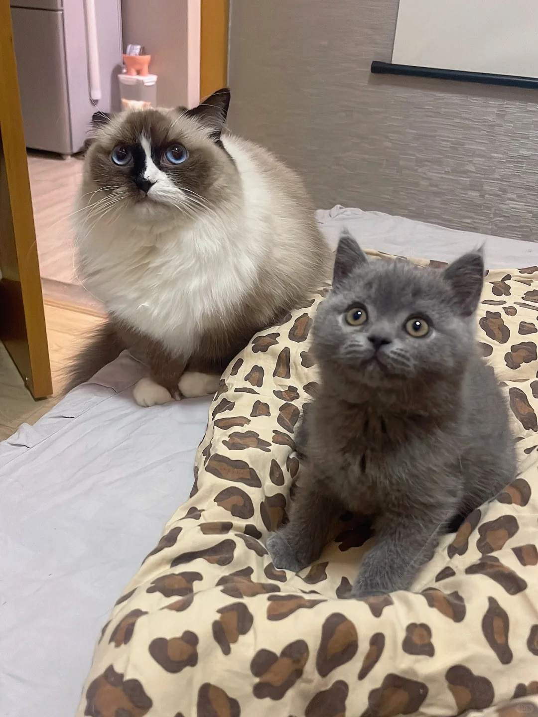 你家猫一天也能吃一两斤猫粮嘛？