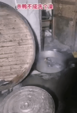 鸭子：劳资活了一辈子都没洗过这么舒服的澡！