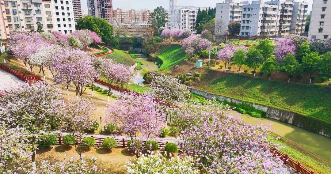 【从“臭水沟”到“紫荆花廊”！来宾这里的春天美出圈了🌸】网页链接

春回大地，
