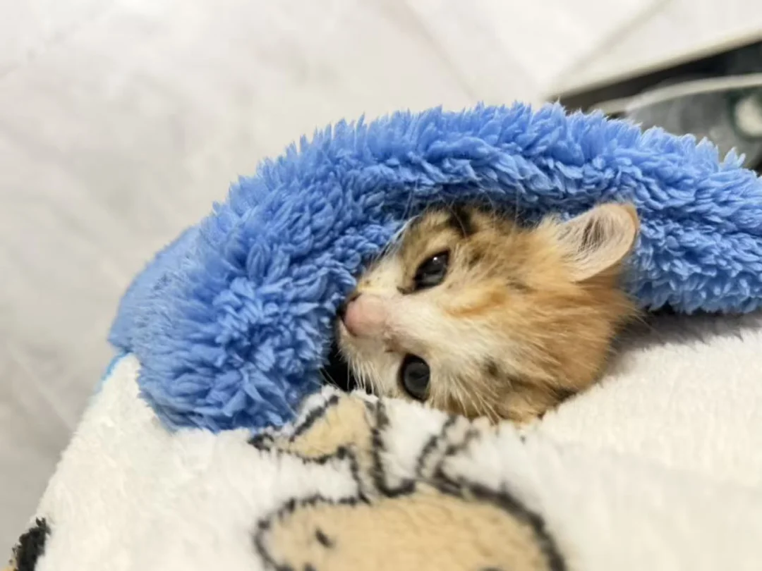 希望每个流浪猫宝宝都能被善良铲屎官领养！