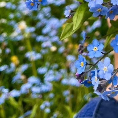 0000勿忘草种植一、选址与播种选择光照充足、排水良好的地块或花盆，土壤以疏松肥