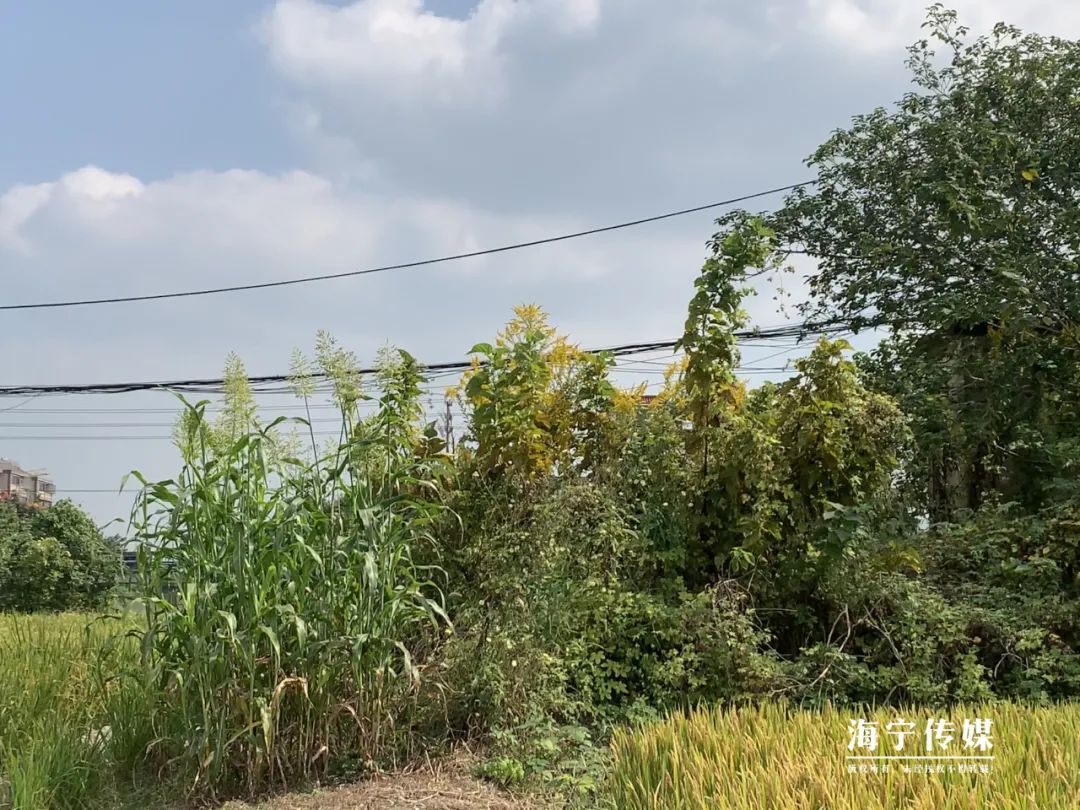 海宁|“繁殖这么快，有点吓人”，市民发现海宁这里一大片...急了