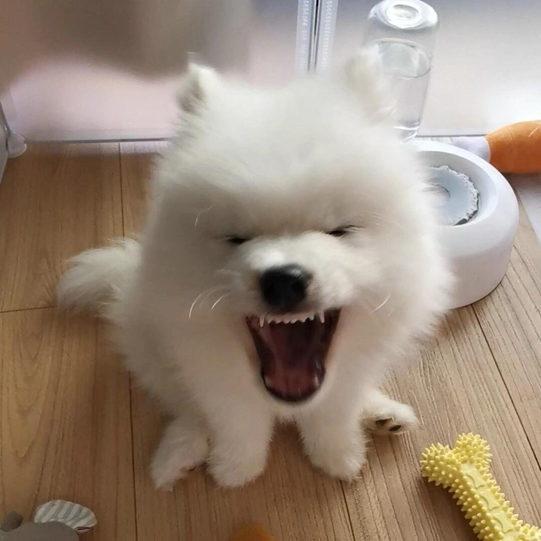 妈妈，我不小心看了你的手机，为什么你管每只小狗都叫宝宝！ ​​​