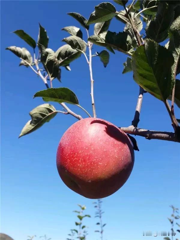 真正的自由，是内心的自由，明白自己想走的路，明确自己想要的生活。早安！朋友！[礼