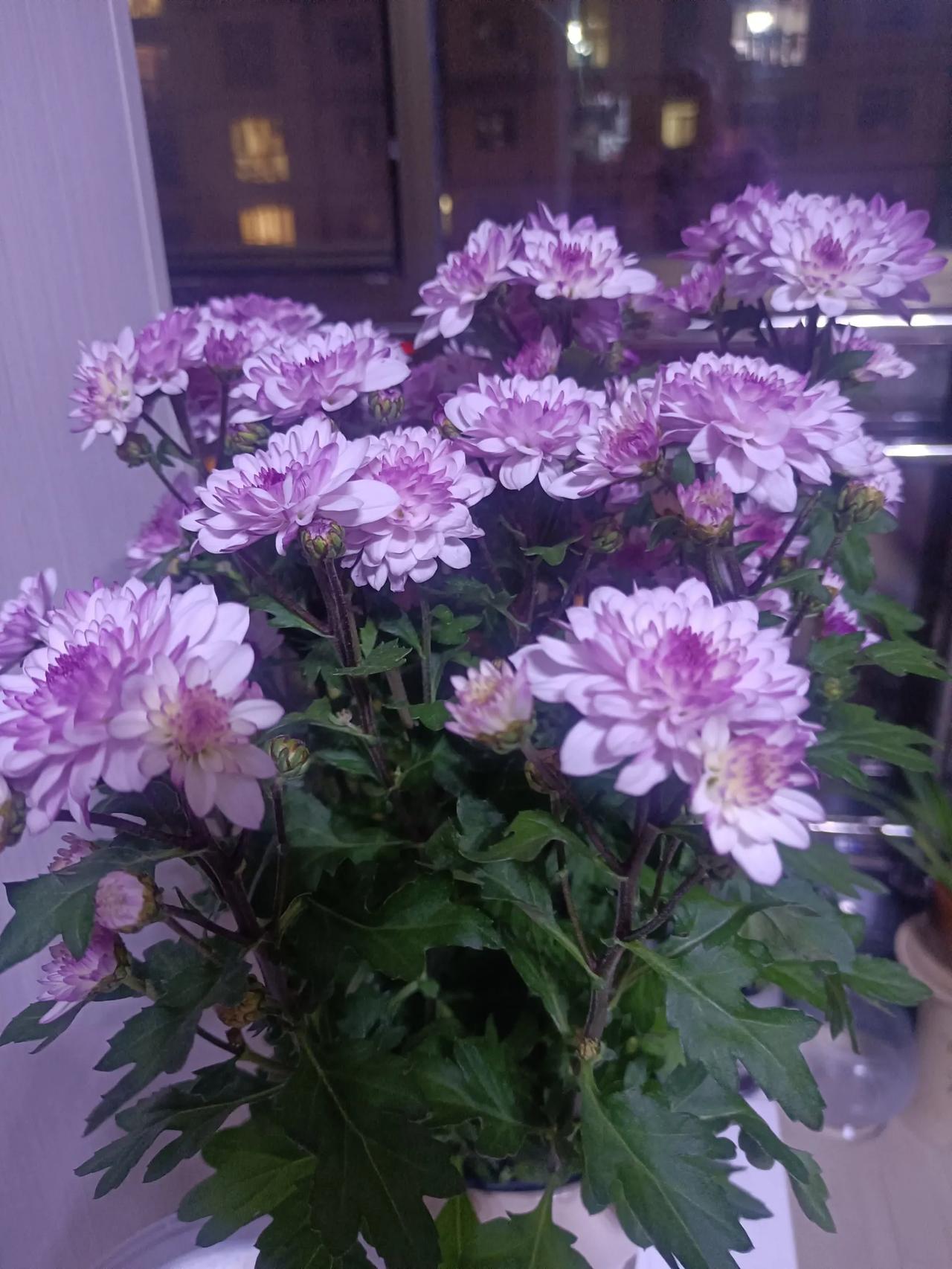 分享一张你最喜欢的植物照片