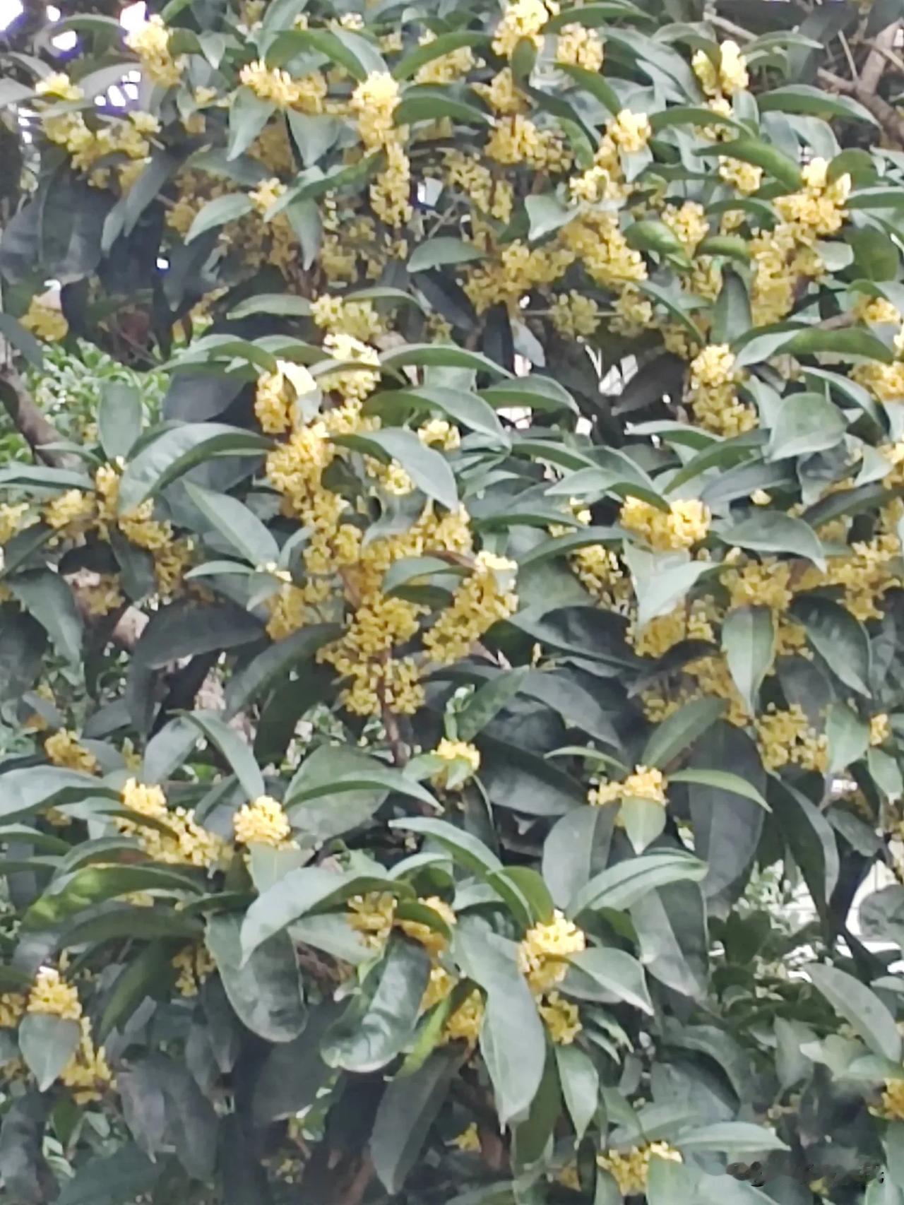 #分享桂花图#甲辰龙年，八月桂花，九月盛开。
金桂花金黄色的花蕊很好看，引人注目