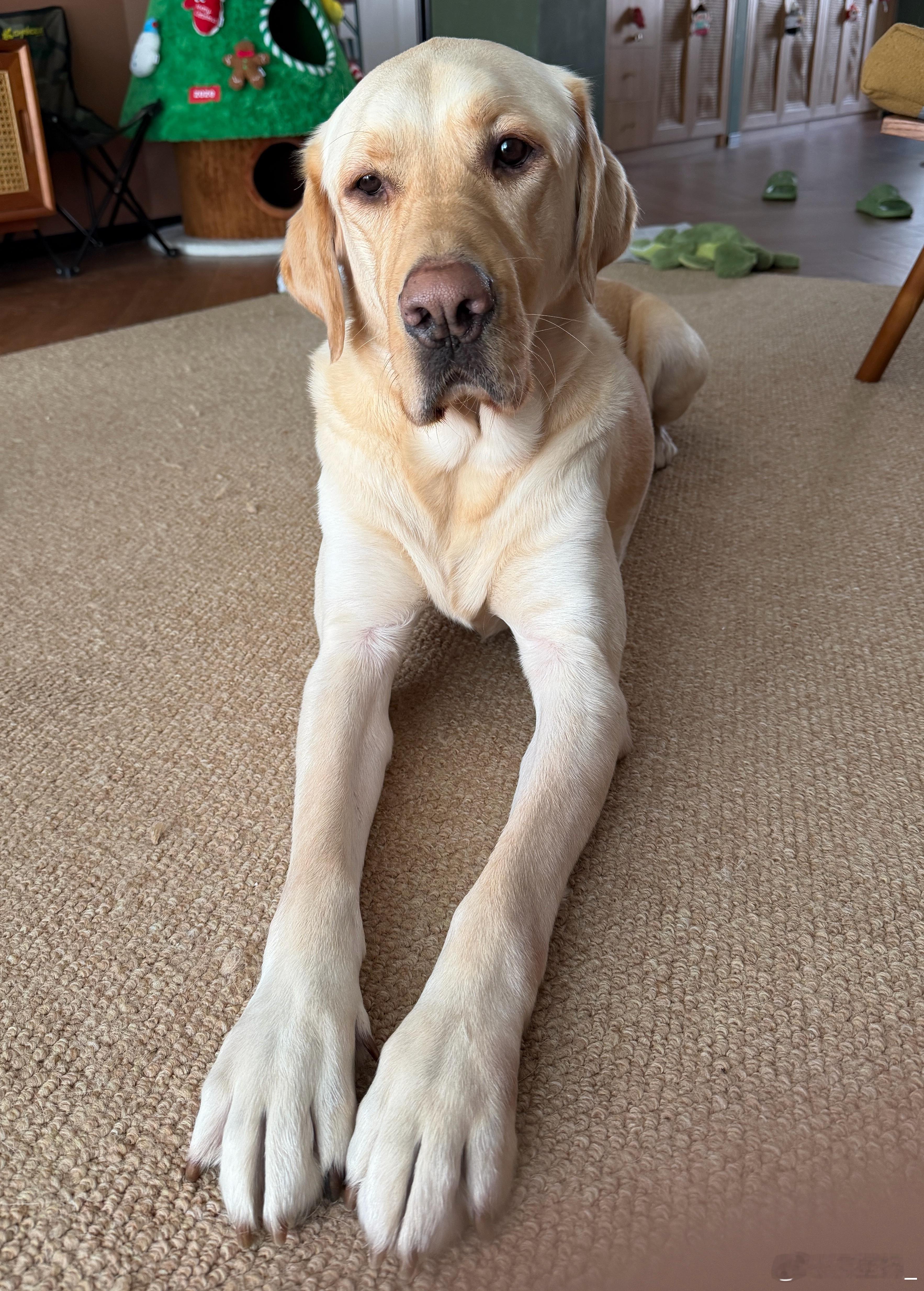 早今儿广州又开启速冻模式了睡了个大懒觉，现在才起来我这小短腿是真羡慕旺仔这大长腿