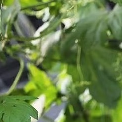 1500苦瓜种植方法：一、选种与催芽：选择饱满、无病虫害的苦瓜种子，用温水浸泡6
