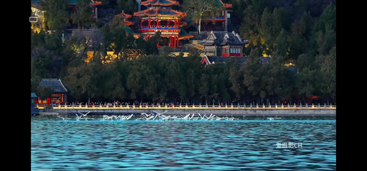 昨天刷到一条一群天鹅在北京颐和园湖面起飞的视频，在欣赏其画面之美的同时，不觉有些