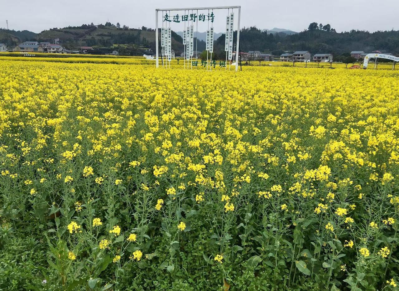 听说北方还是雪花飘飘，不知是不是真的。