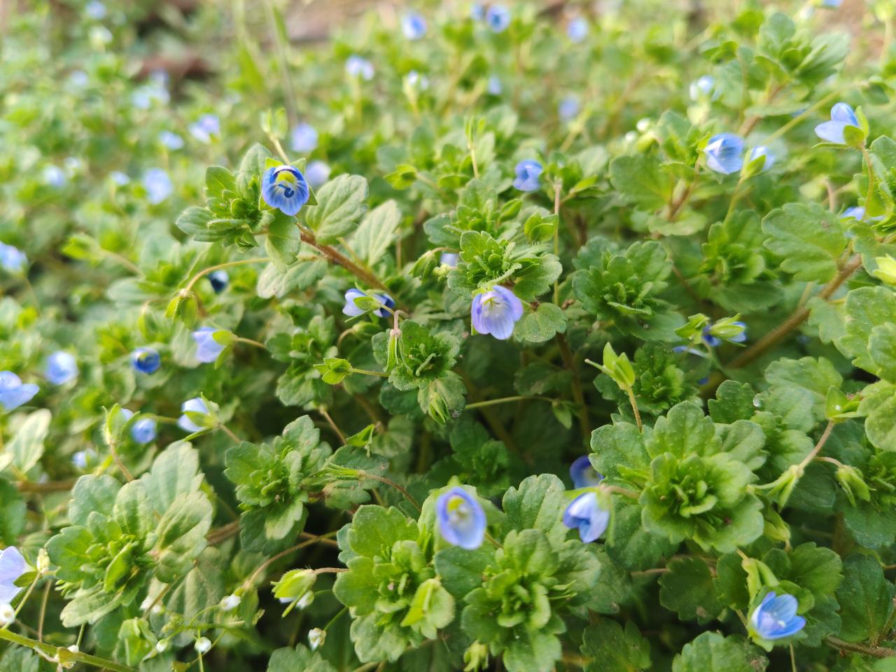 哇，这地上铺满了一丛丛的小蓝花，看着也太治愈了！它们叫婆婆纳，属于路边随处可见的