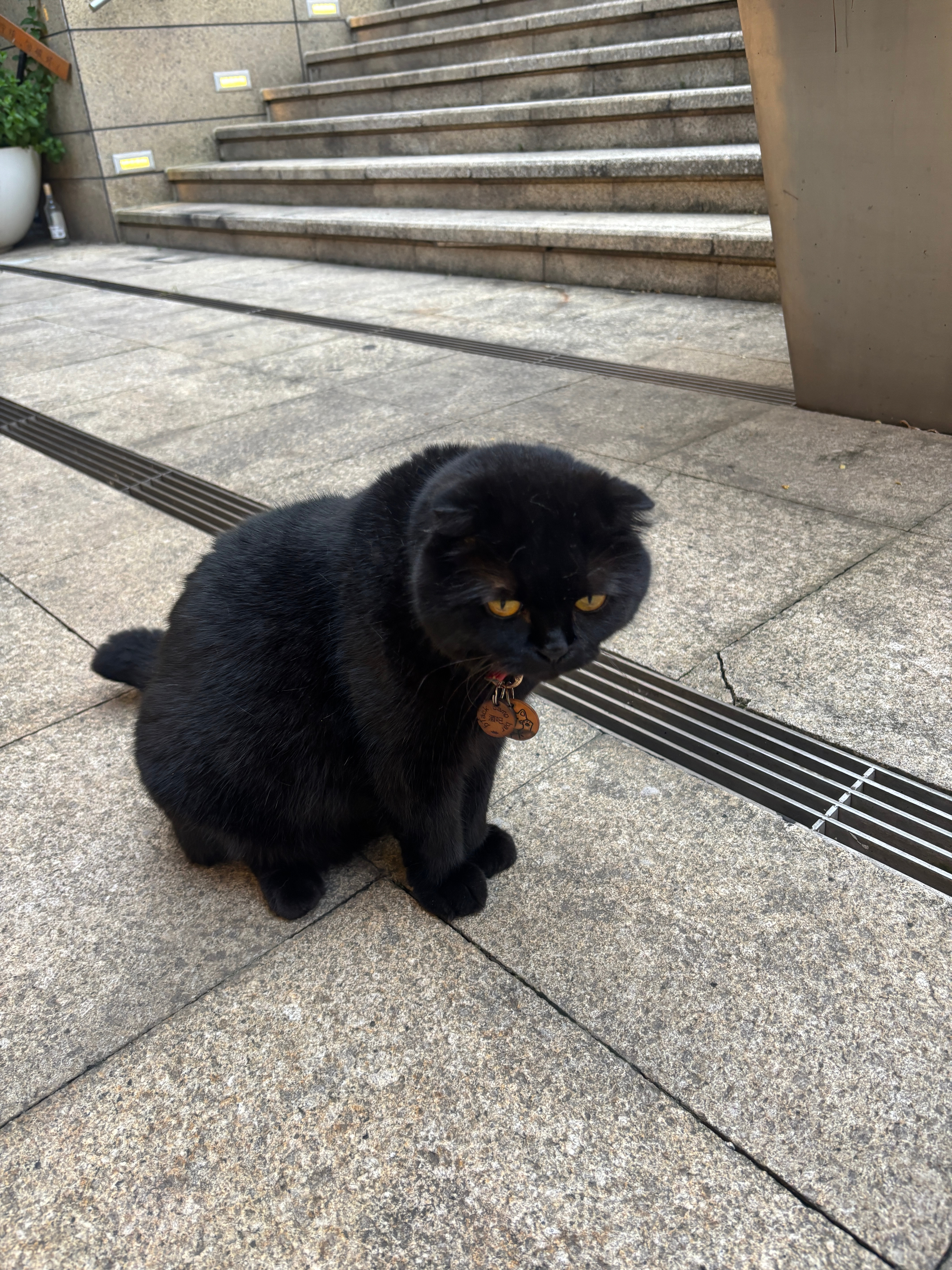 是不是你偷了袈裟 