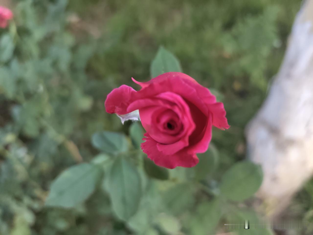 又是崭新的一天
一天好心情
读书
写作
一如既往……