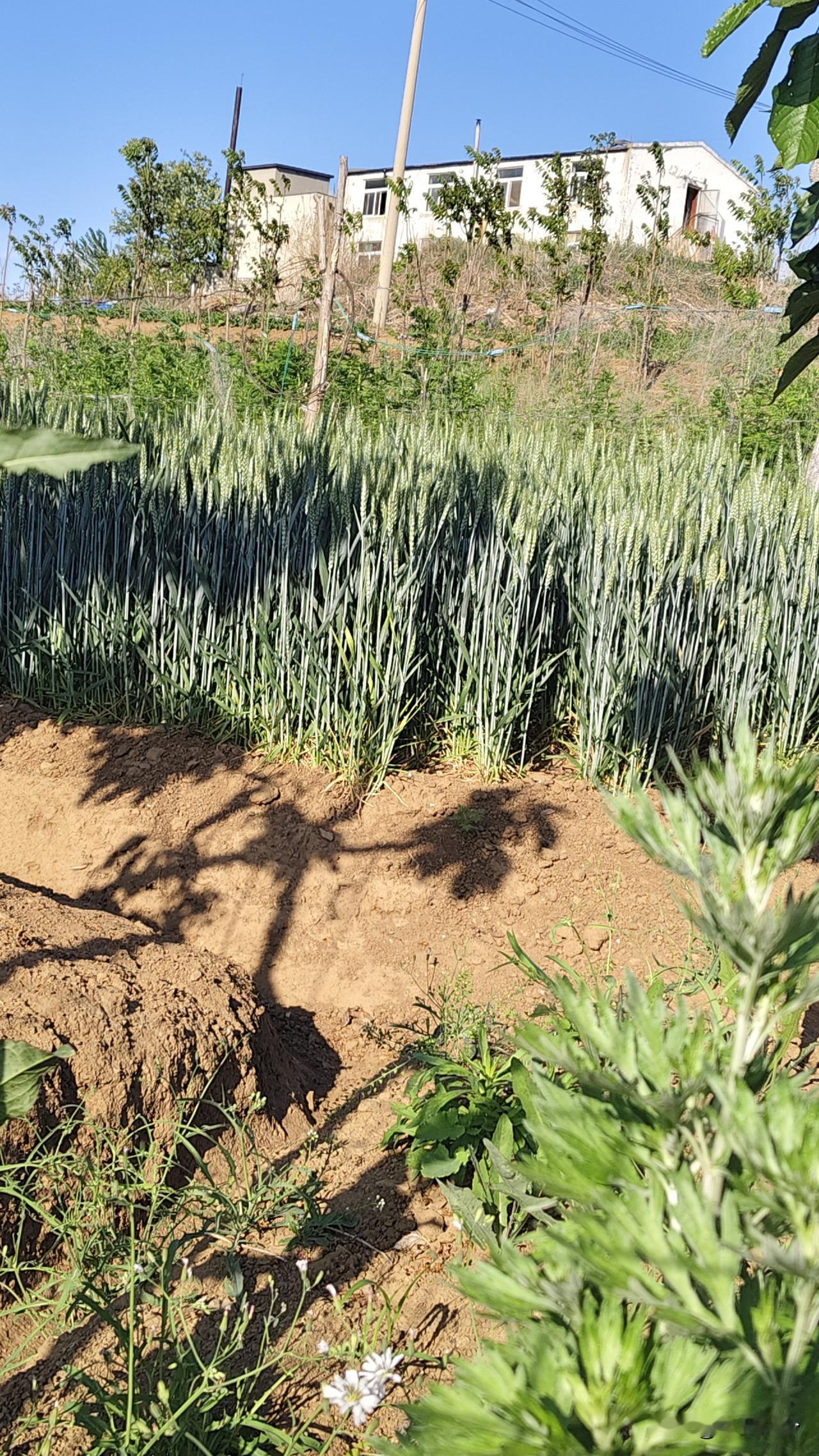 不说外地的，在大连这地方我至少四十多年没有看到麦子了，这无意间看到青麦子太亲切了