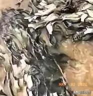 4月28日，贵州深山里，一名女子上山采春笋时，意外发现一处快干涸的水潭，女子路过