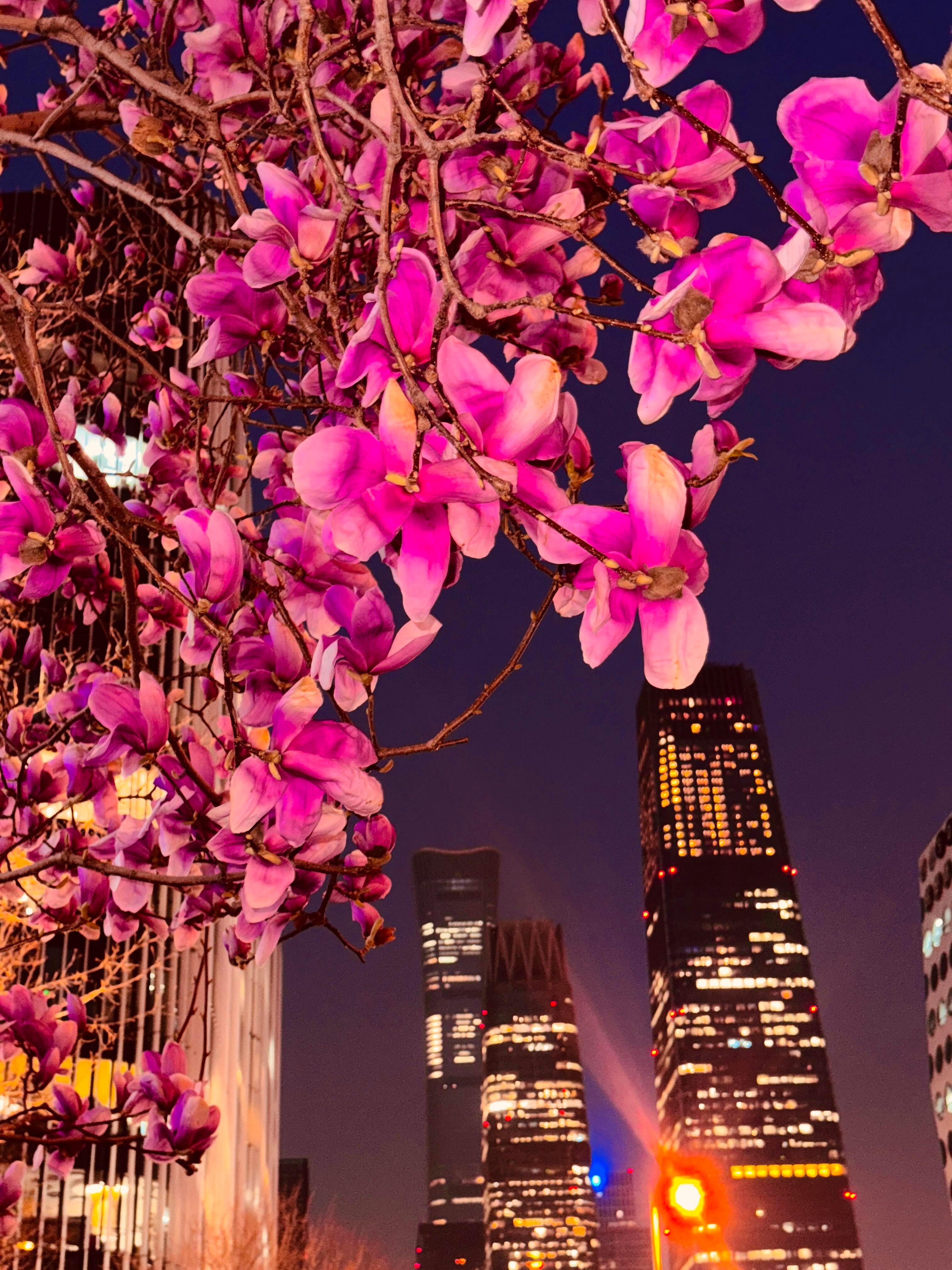 当蓝调晚风遇上盛放玉兰国贸CBD玉兰花Blue Hour Bloom✨ 