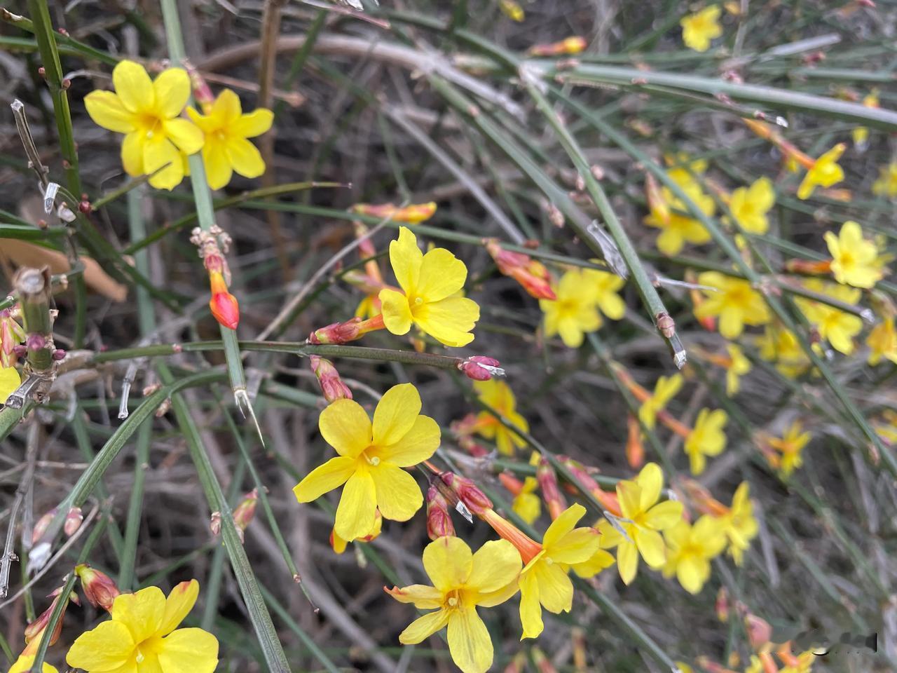 【醉桃源•春风化雨润莓苔】
春风化雨润莓苔，迎春花绽开。
蜂儿起舞蕊搭台 ，红梅