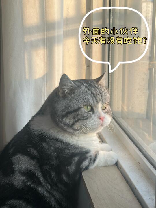 窗边的小猫也有了心事。。。