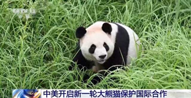 “平平”“福双”将赴美 中美开启新一轮大熊猫保护国际合作