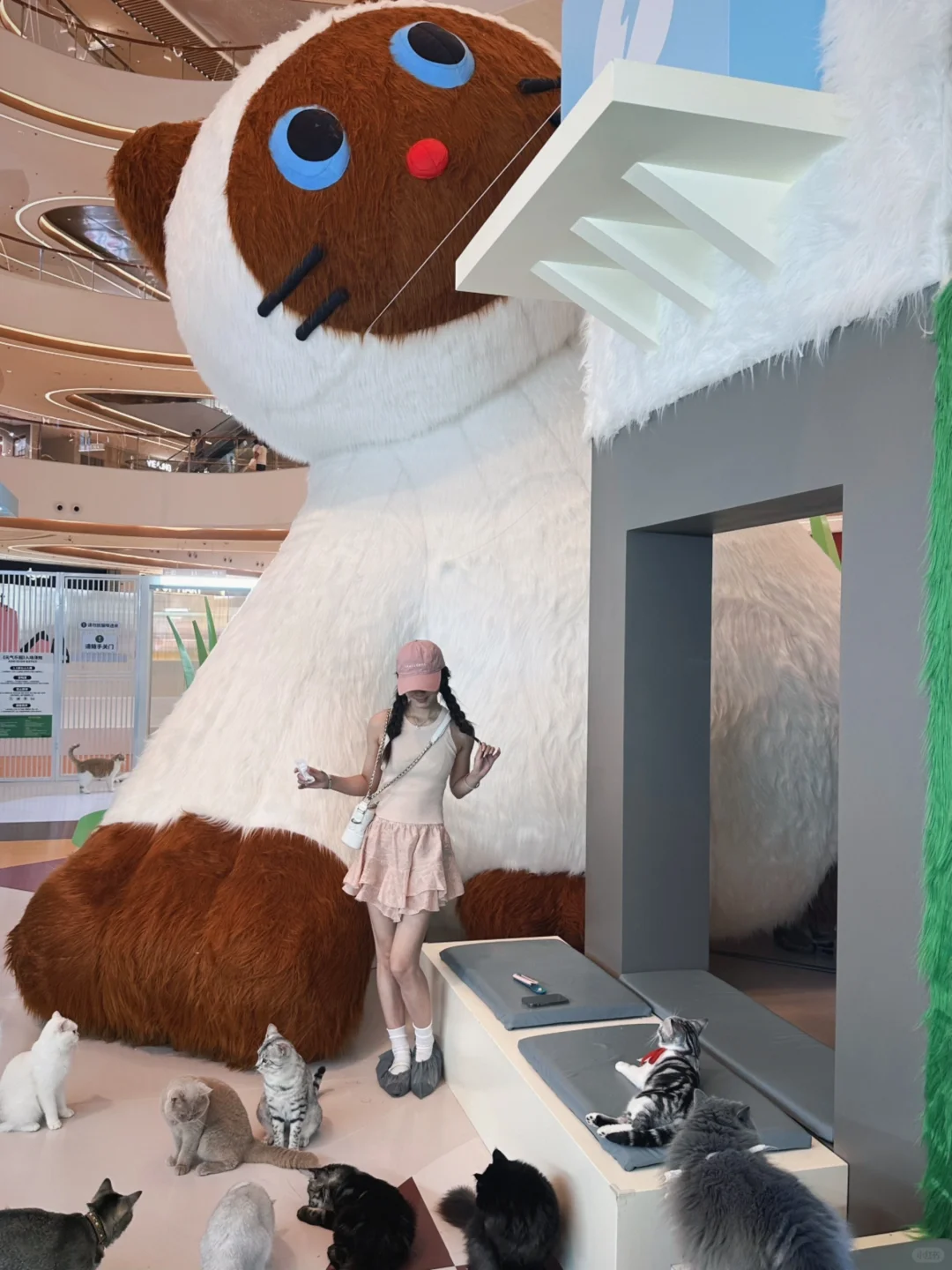 杭州新展🐱好多好多猫‼️撸不完根本撸不完
