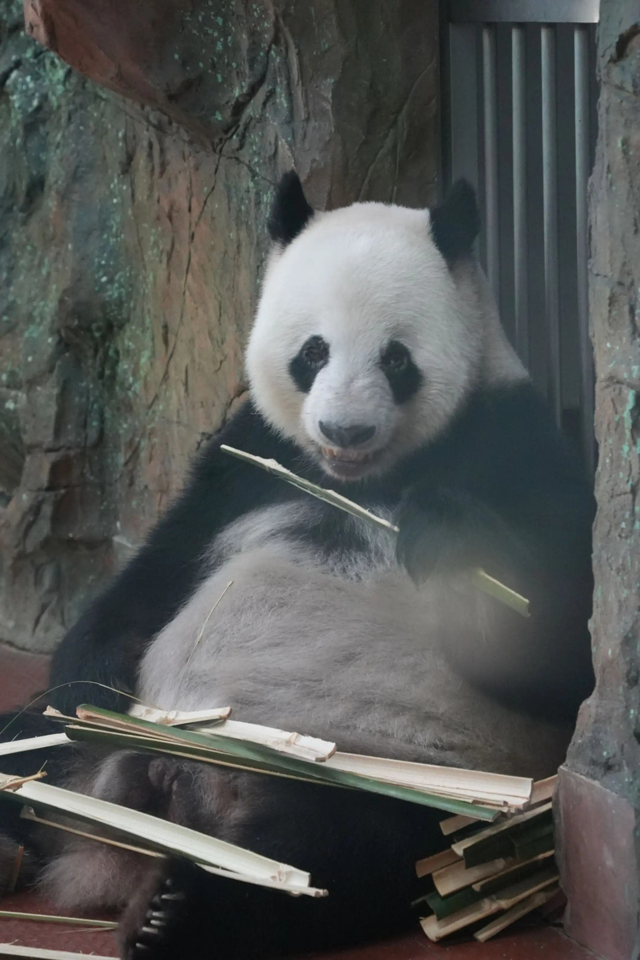 星一：我想叫救命！ 园园，需要黑粉记住call我！